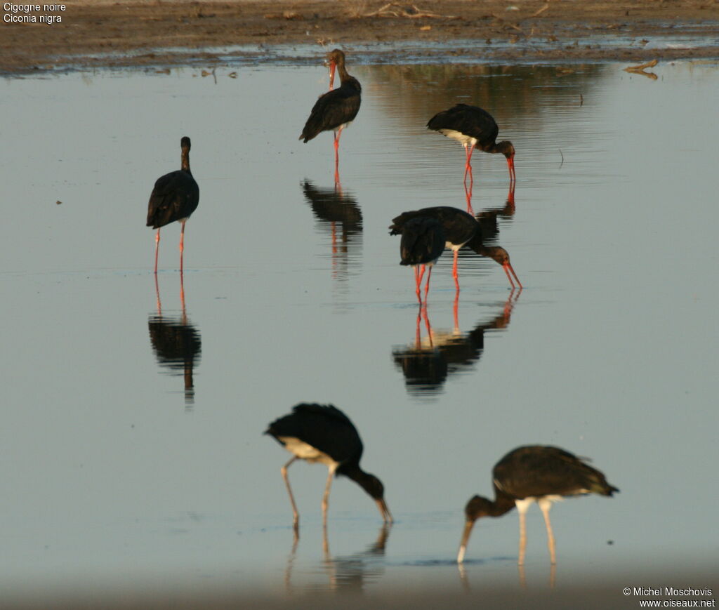 Cigogne noire, identification