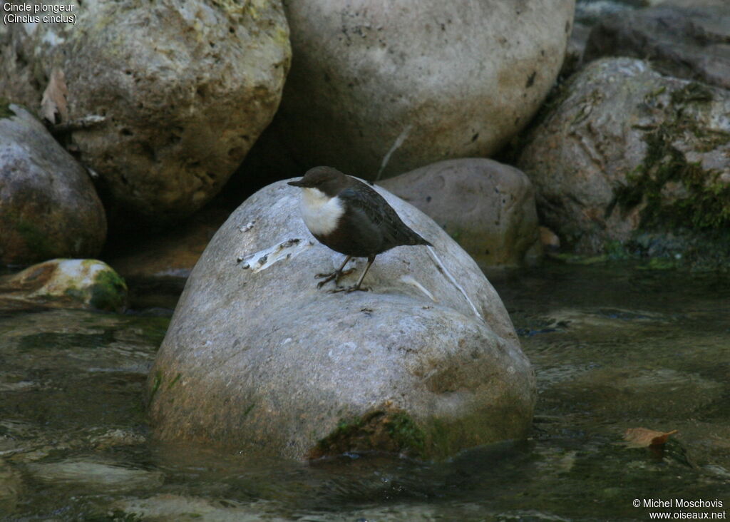 White-throated Dipper