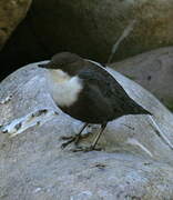 White-throated Dipper