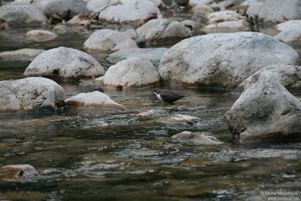 Cincle plongeuradulte, identification, marche, pêche/chasse