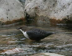 White-throated Dipper