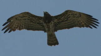 Short-toed Snake Eagle