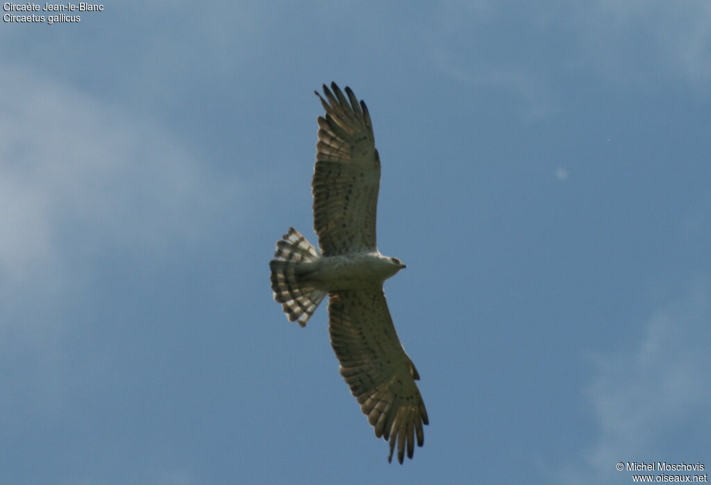 Short-toed Snake Eaglejuvenile