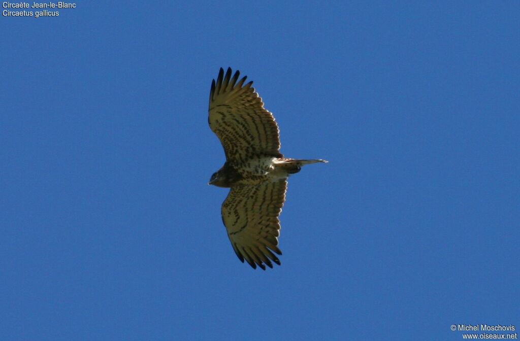 Short-toed Snake Eagleadult breeding, identification