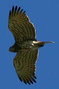 Short-toed Snake Eagle