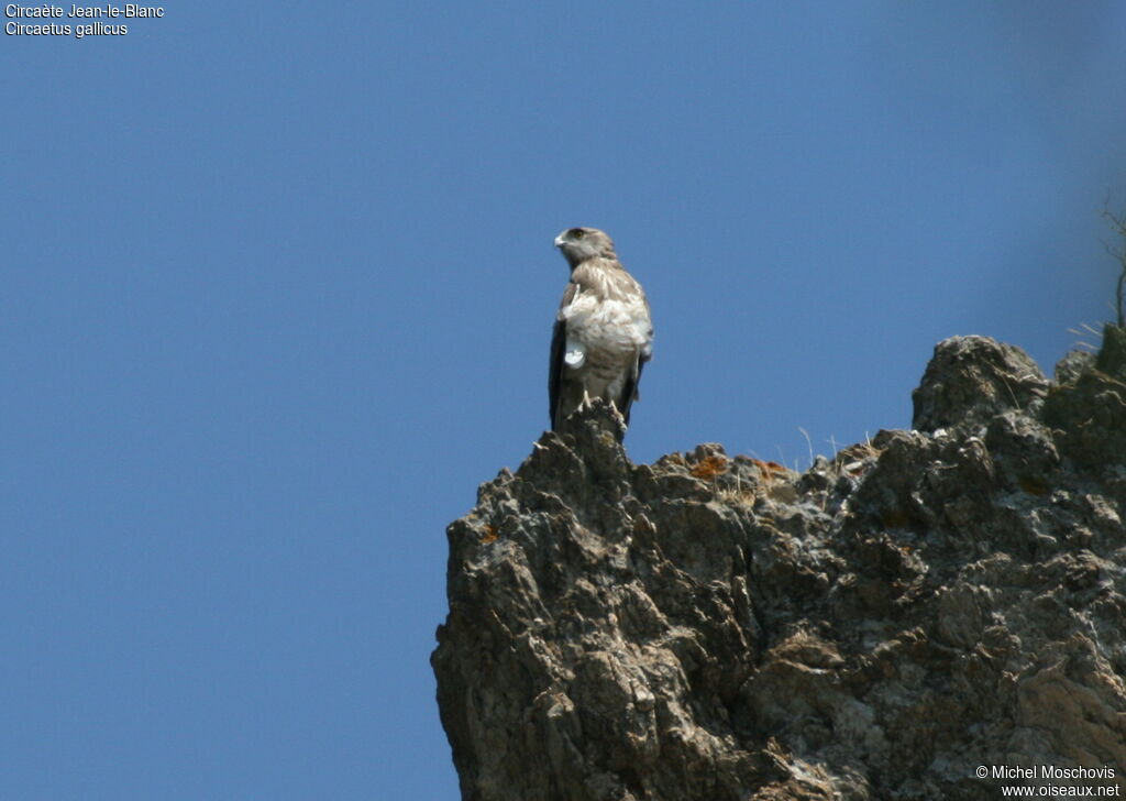 Short-toed Snake Eagle, identification