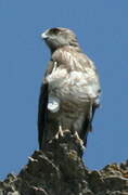 Short-toed Snake Eagle