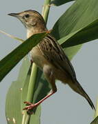 Zitting Cisticola