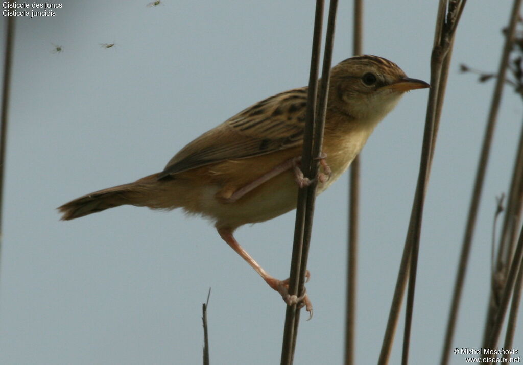 Cisticole des joncsadulte nuptial, identification