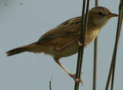 Zitting Cisticola