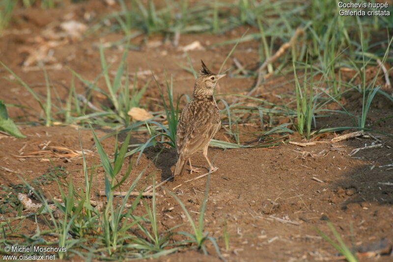 Cochevis huppé