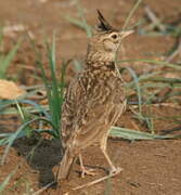 Crested Lark