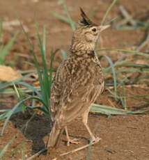 Cochevis huppé