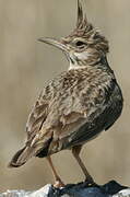 Crested Lark