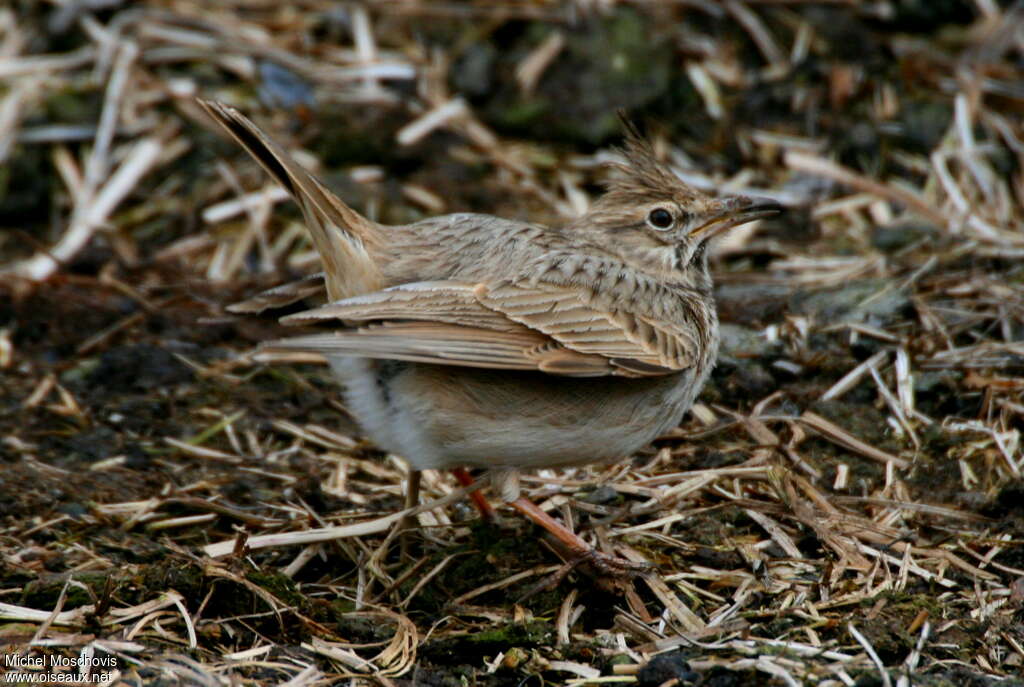 Crested Lark male adult breeding, Behaviour