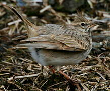 Crested Lark