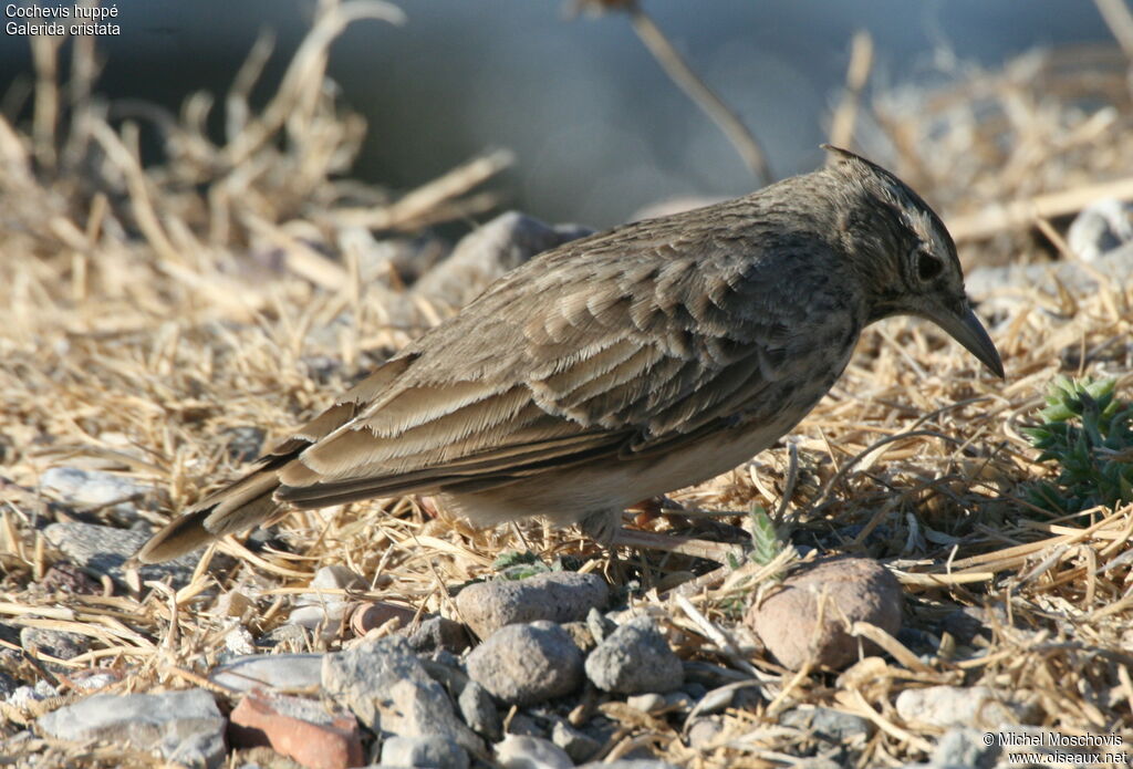 Crested Lark, identification