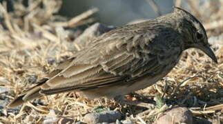 Crested Lark