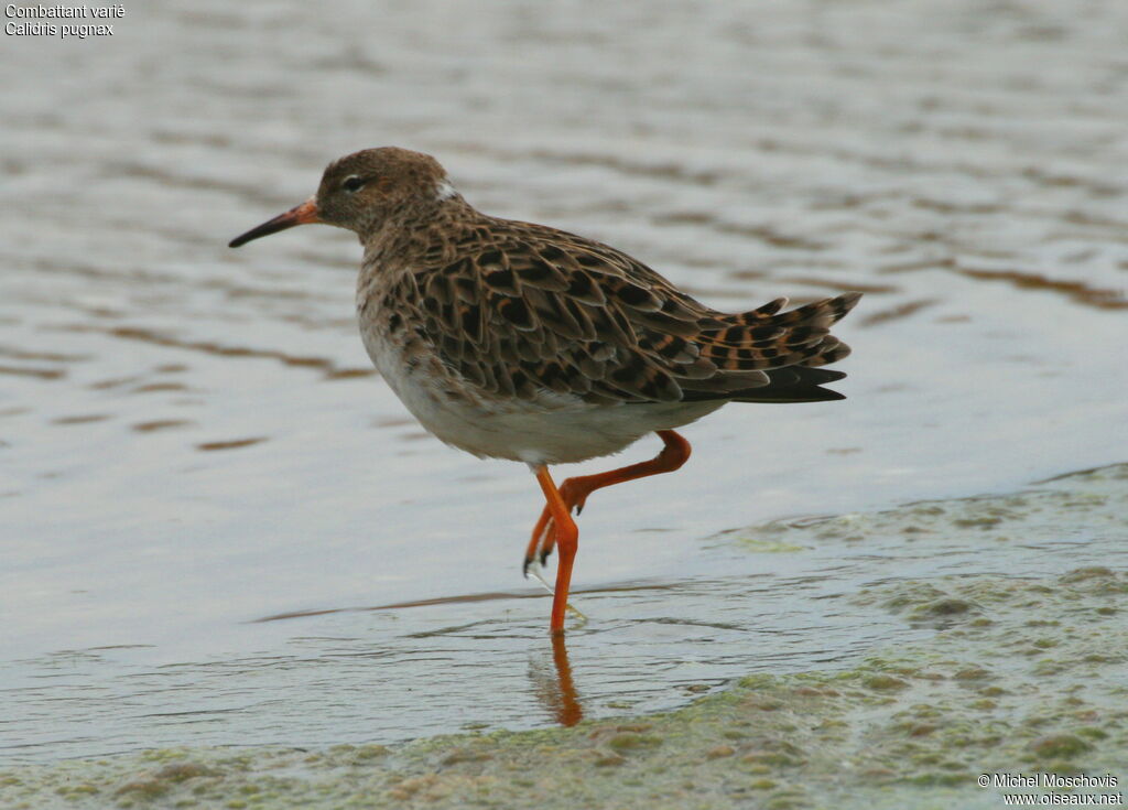 Combattant varié mâle, identification