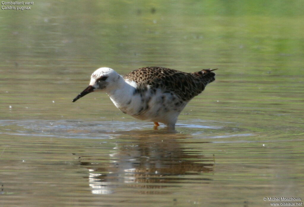 Ruff male adult post breeding, identification