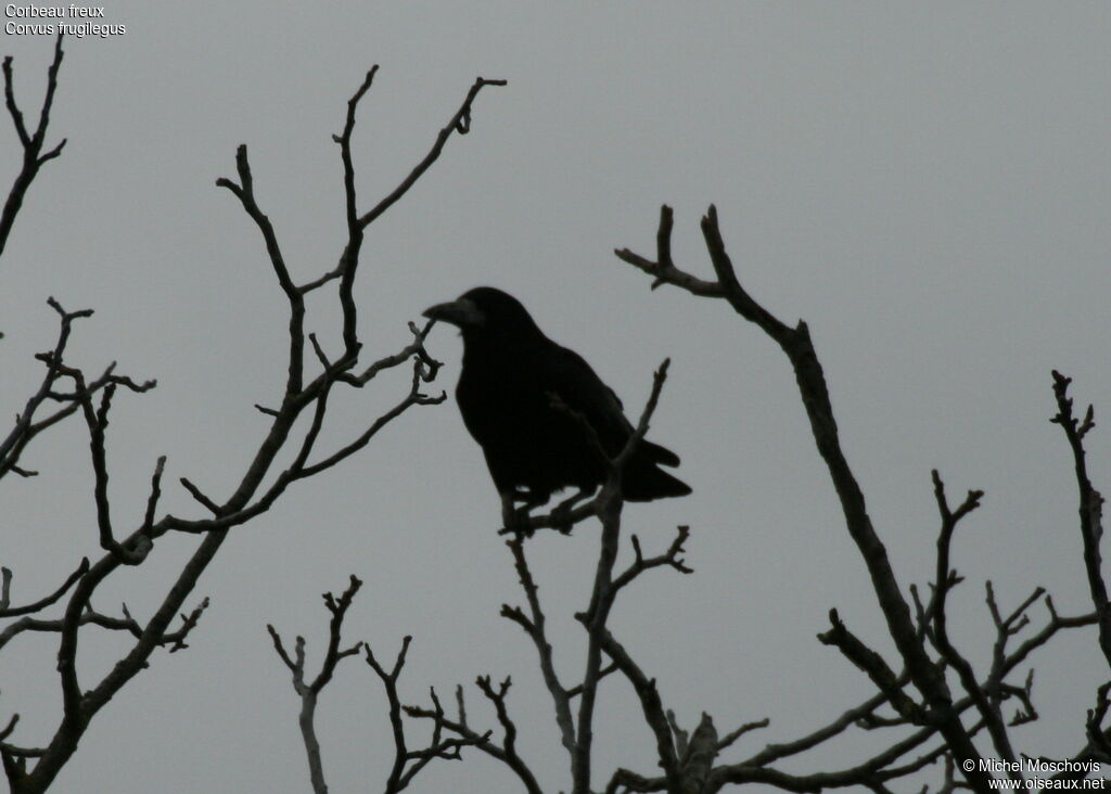 Corbeau freux, identification