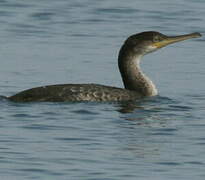 European Shag