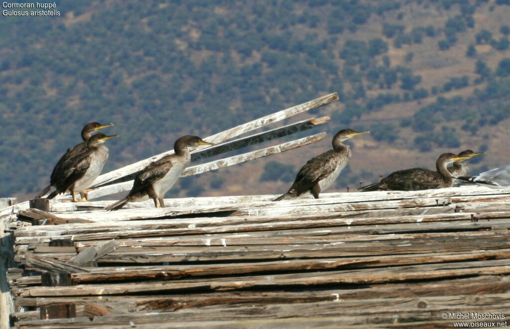 Cormoran huppé, identification