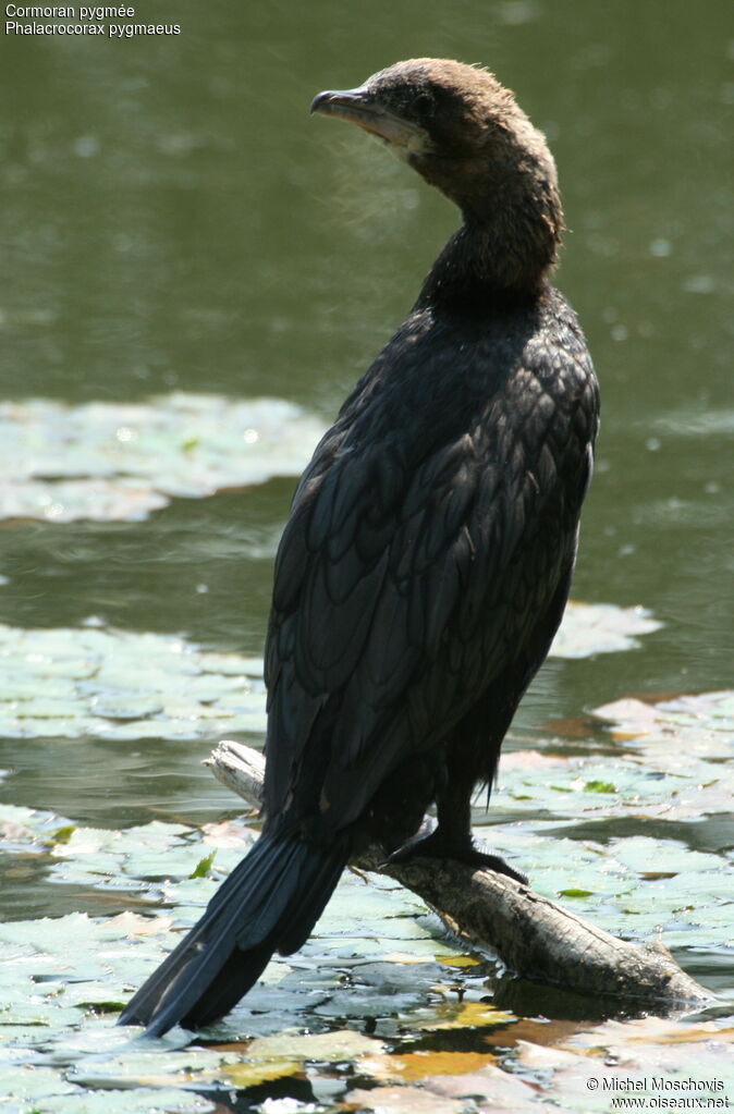 Cormoran pygmée, identification