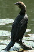 Pygmy Cormorant