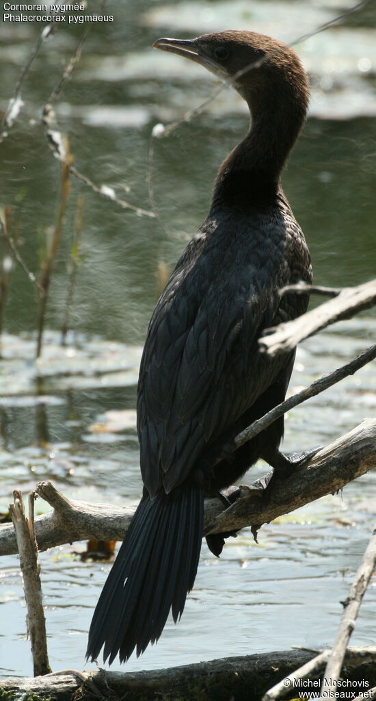 Cormoran pygmée, identification