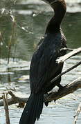 Pygmy Cormorant