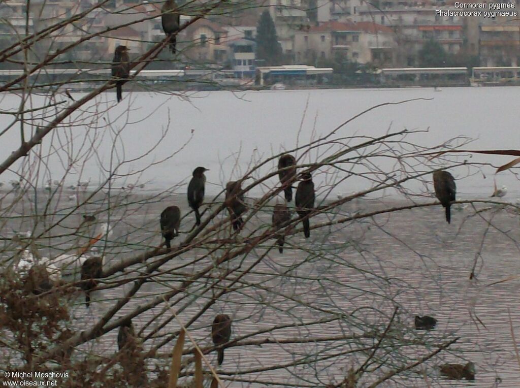 Pygmy Cormorant