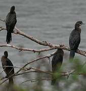 Pygmy Cormorant