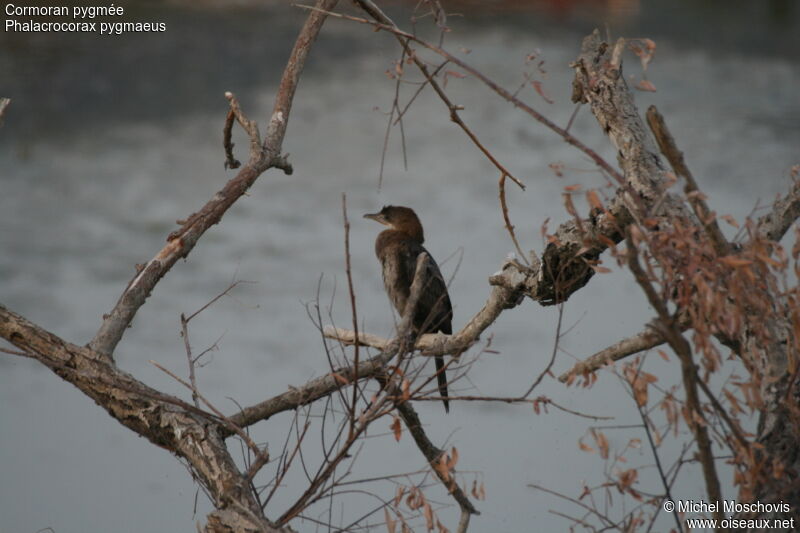 Pygmy Cormorant