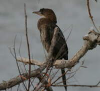 Pygmy Cormorant