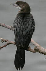 Cormoran pygmée