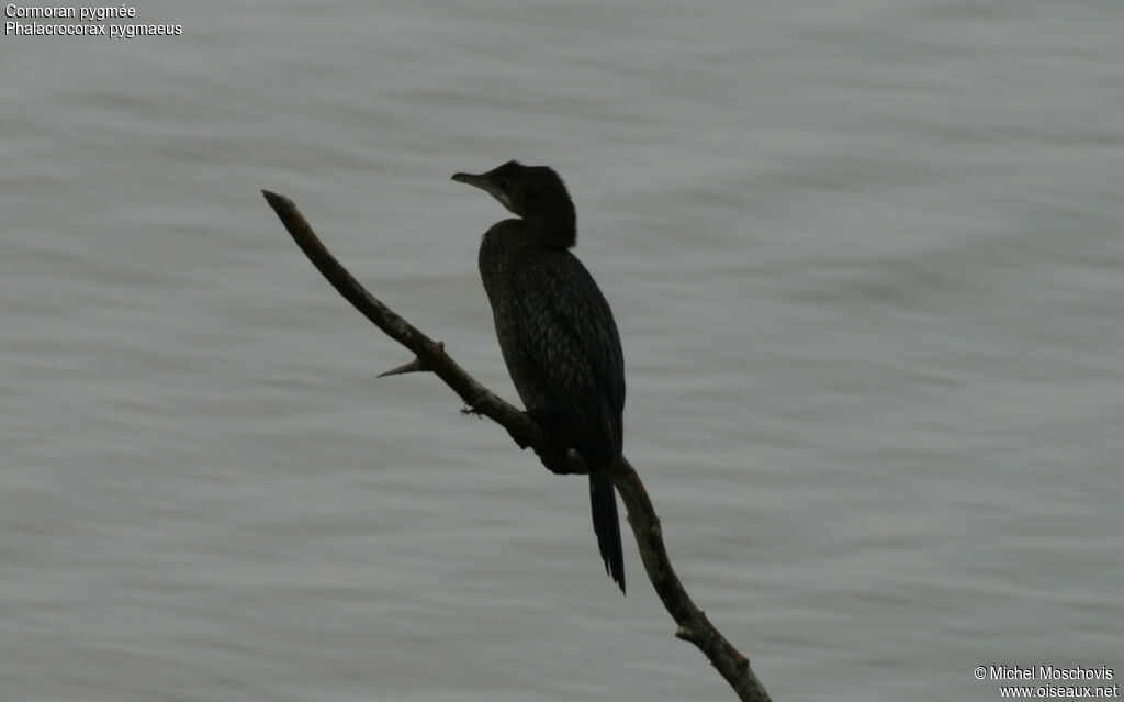 Pygmy Cormorant