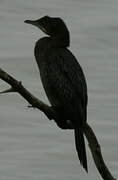 Pygmy Cormorant