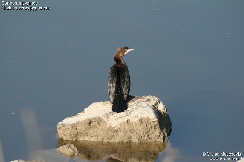 Pygmy Cormorant, identification