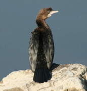 Pygmy Cormorant