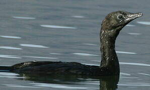 Pygmy Cormorant