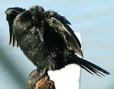 Pygmy Cormorant