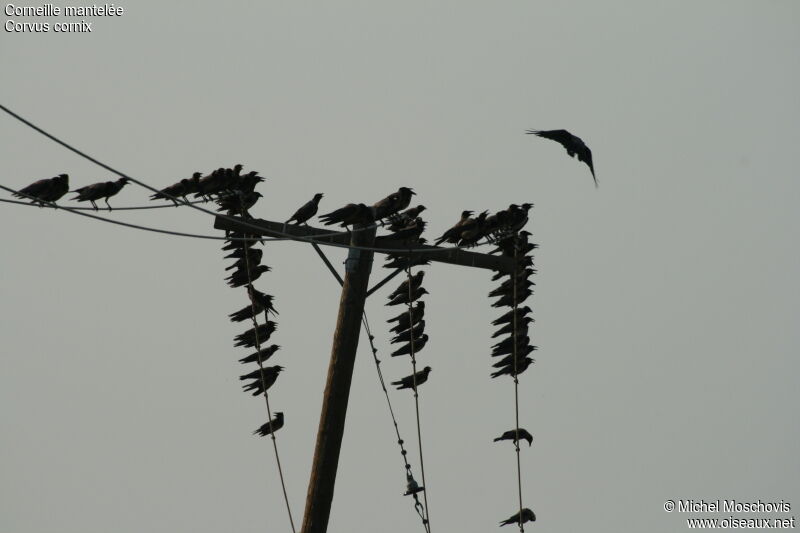 Hooded Crow