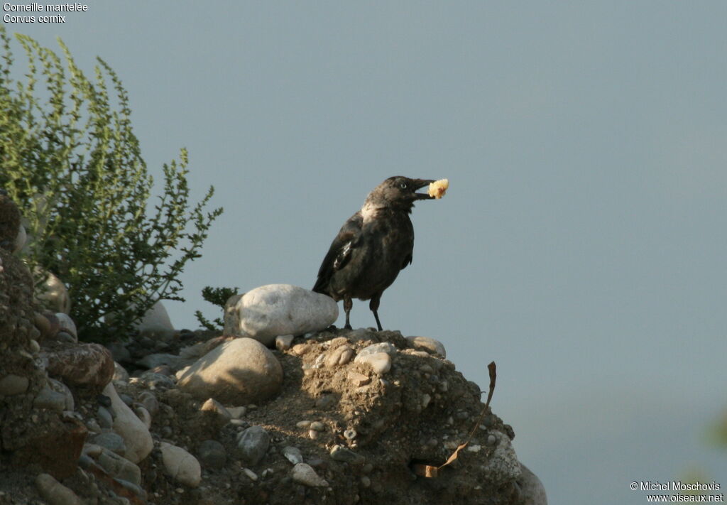 Hooded Crow