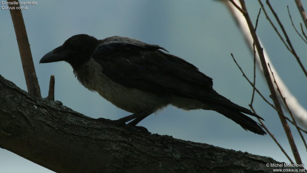 Corneille mantelée, identification