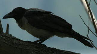 Hooded Crow