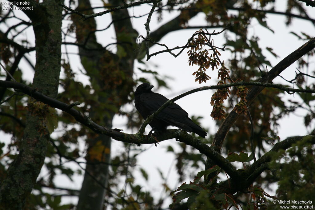 Carrion Crowadult, identification