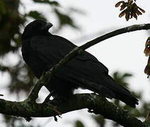 Carrion Crow