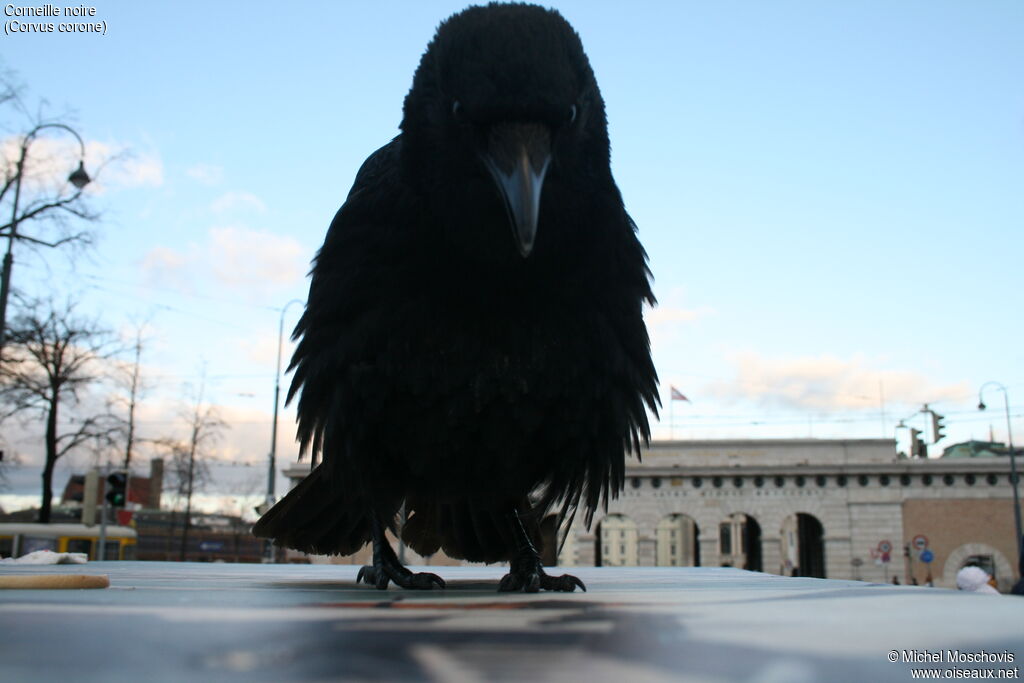 Carrion Crow, identification