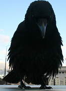 Carrion Crow